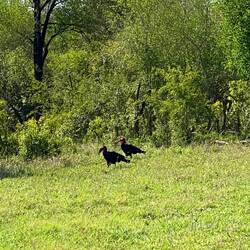 This is a very rare and endangered bird