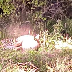 He tried to fight it but the Pangolin rolled himself