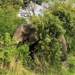 Finally: the Elephant!