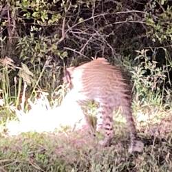 We found a Leopard and he found a Pangolin!