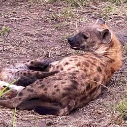 Mama Hyena and one of her babies