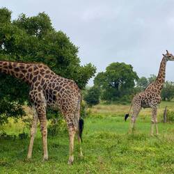 Giraffes at breakfast at 05:30