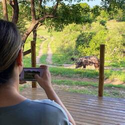 Nyala for a grasing visit