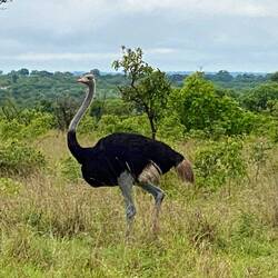 Ostrich