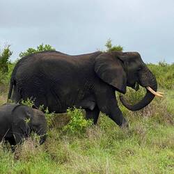 Mama and Baby Elephant