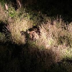 At night we found Shaba the Leopard again