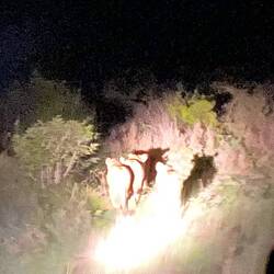 The Lions suddenly on the move