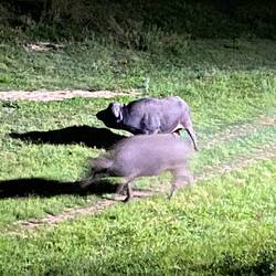 Dinner visit at Lodge, the two Buffalos