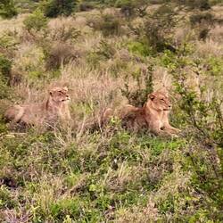 But smart not to attack, they are too far away