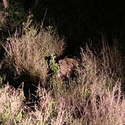 Hiding not far away from the Lions