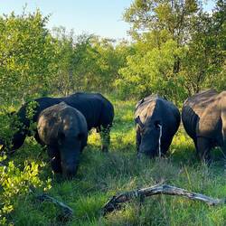 Hello Rhinos, we are back 😎