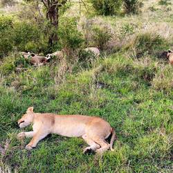 Back to our sleeping Lion Ladies