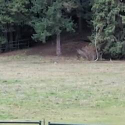 Kojote und furzende Pferde