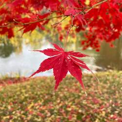Unbelievably red leaves 🍁 in Nakajima Park in Sapporo