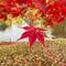 Unbelievably red leaves 🍁 in Nakajima Park in Sapporo