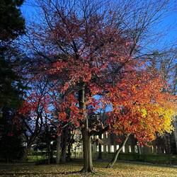 One of the many colorful trees nearby Hokkaido University