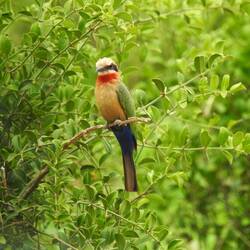 White-fronted Bee-eater