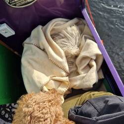 Leo insisted on travelling outside but refused to wear a coat, so Vicky wrapped him in a blanket