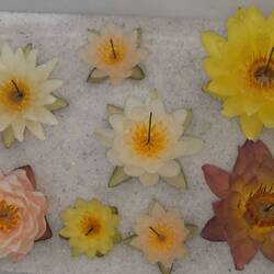 Seerosenblüten werden mit Silicagel getrocknet