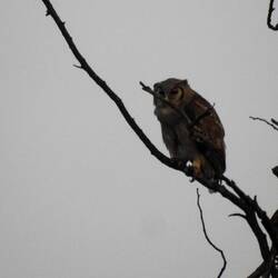 Verreaux's Eagle-Owl