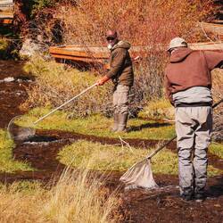 Salmon relocation to a lake with lower population size