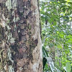 Fledermaus-Suchbild 🤩