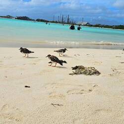 Der Steinwälzer, wälzt Steine um an Nahrung zu kommen