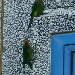 Der Braunkehlsittich, auch Thomassittich Familie der Papageien an der Hauswand