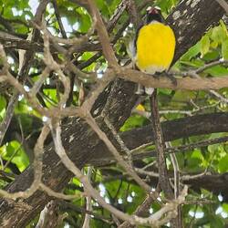 Der Zuckervogel oder Bananaquit ist ein Sperlingsvogel