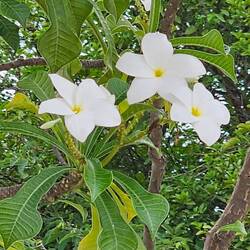 Die Plumeria pudica