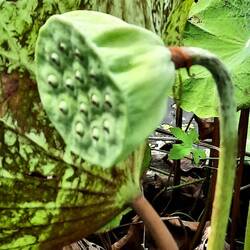 Samenkapsel des Lotus