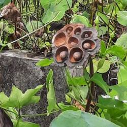 Lotus-Samenkapsel im Trockenzustand