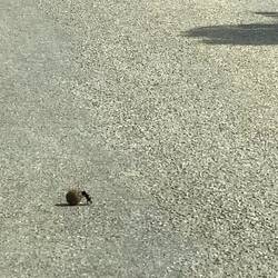 Dung Beetle in action rolling a Dung Ball