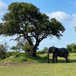 Our elephant from last night