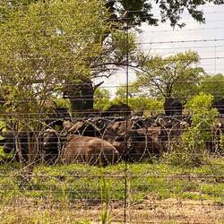 And even an entire herd of them