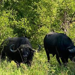 Our two Buffalos again