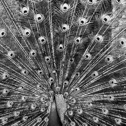 ohne Farbe noch verwirrender