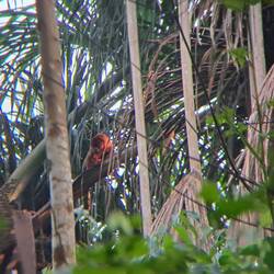 Red Howler - roter Brüllaffe