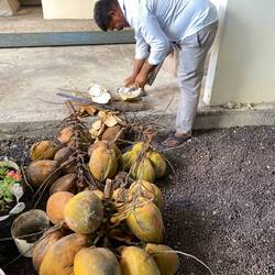 Jackson schneidet Kokosnüsse