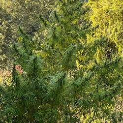 Marihuanapflanze am Wegesrand