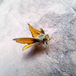 Abgefahrener Flügelfalter!