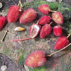 aus dieser Pflanze wird rote Textilienfarbe hergestellt