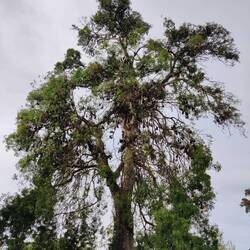 Random tree full of fruit bats!!