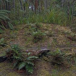 old Kauri stump