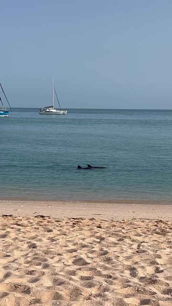 The first family group with a newborn calf.
