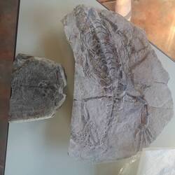 Very cool fossil!