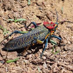 Rainbow cricket (very posionous)