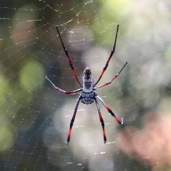 Orb Spider