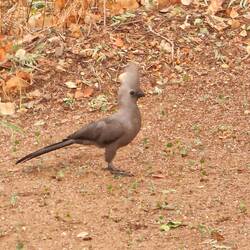Mein Liebling, der graue Schreivogel