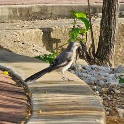 Die Gartenspottdrossel bekannt für ihre wunderschönen Melodien